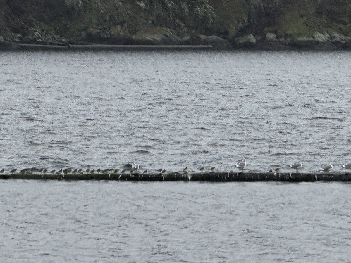 Dunlin - ML646946397