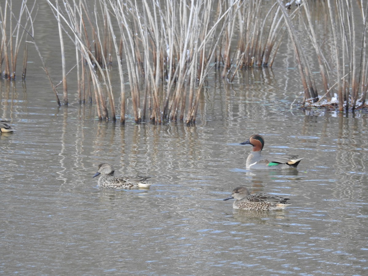 Green-winged Teal - ML646946398