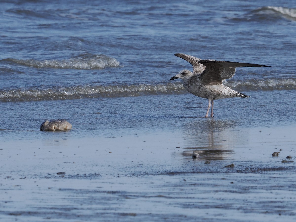 ニシセグロカモメ - ML646946399