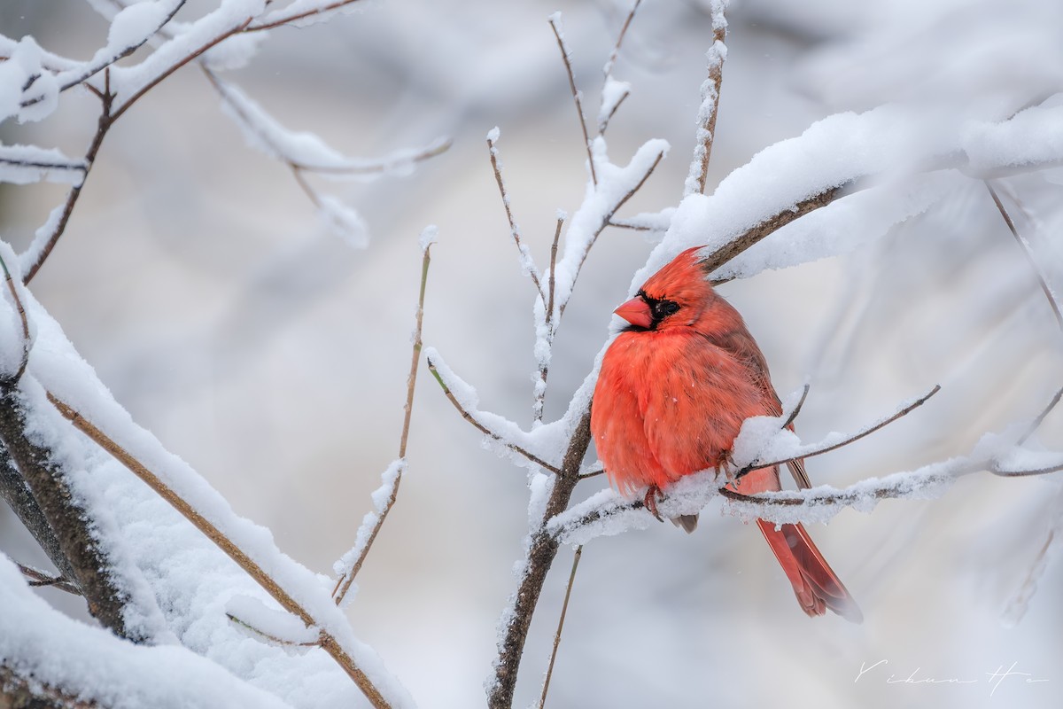 Northern Cardinal - ML646946402