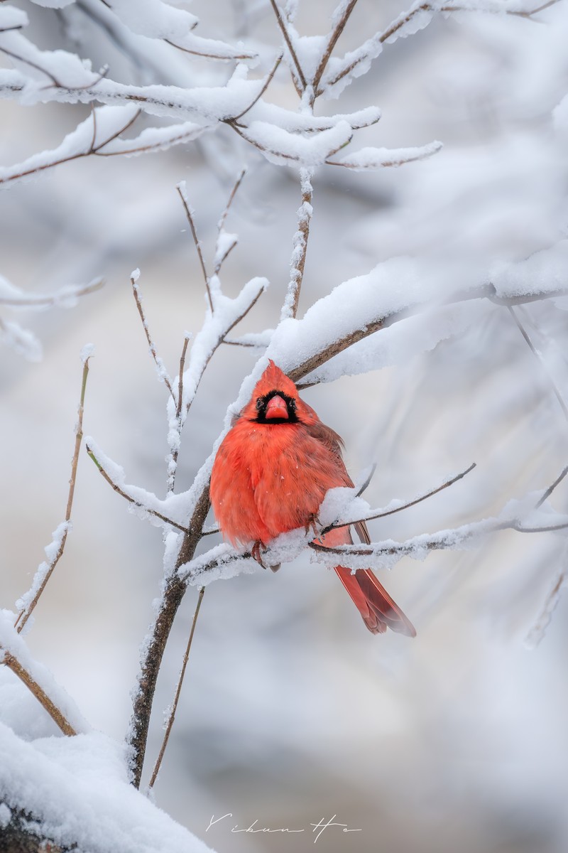 Northern Cardinal - ML646946403