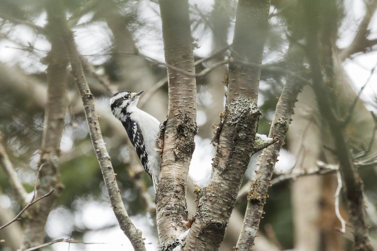 Downy Woodpecker - ML646946404