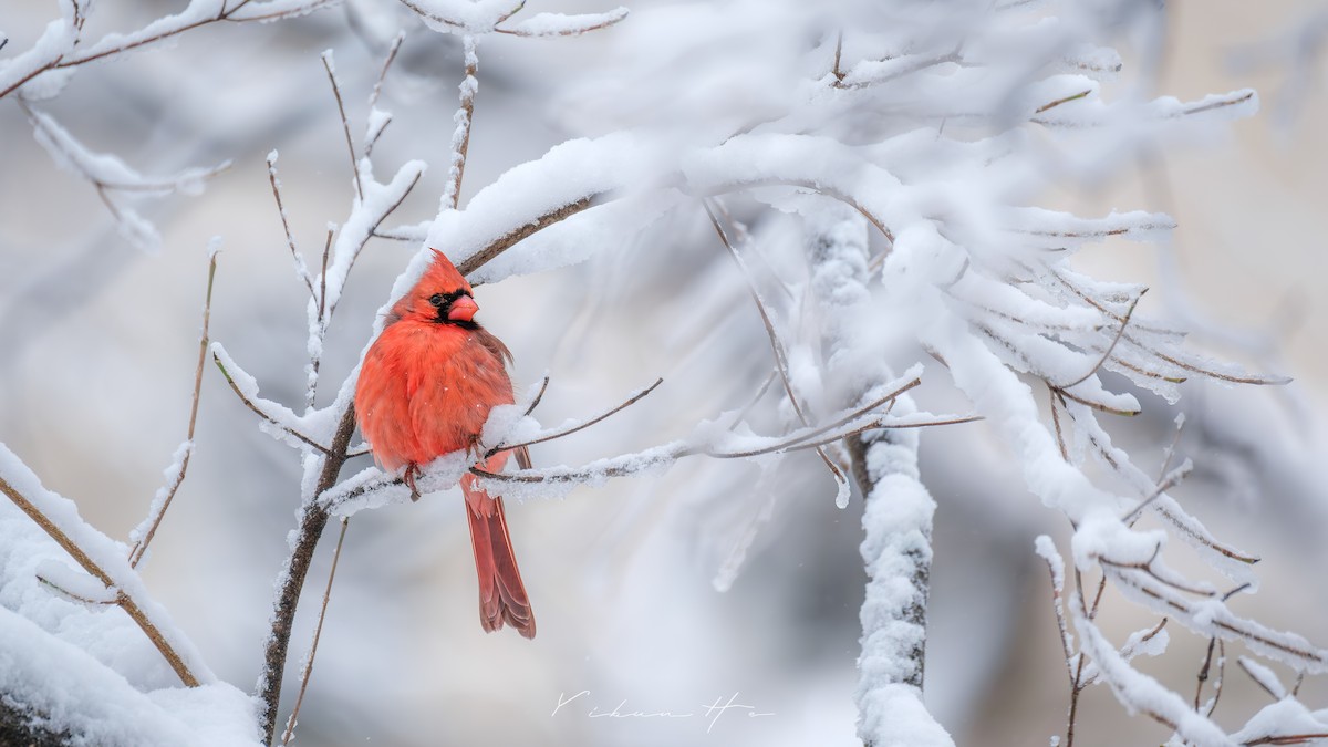 Northern Cardinal - ML646946405