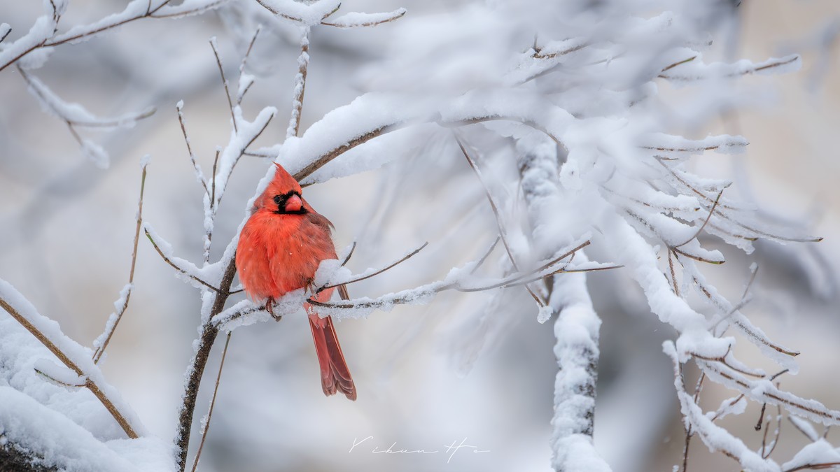 Northern Cardinal - ML646946406