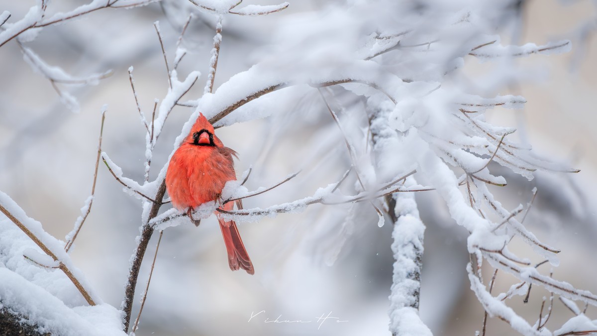Northern Cardinal - ML646946407