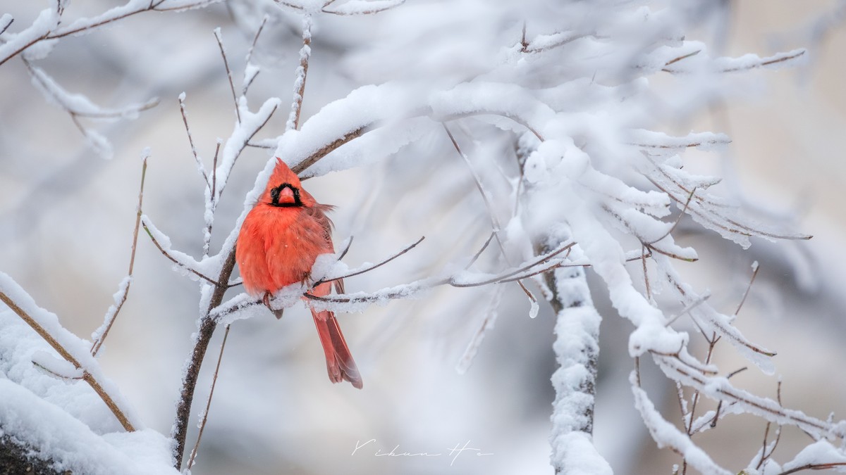 Northern Cardinal - ML646946408