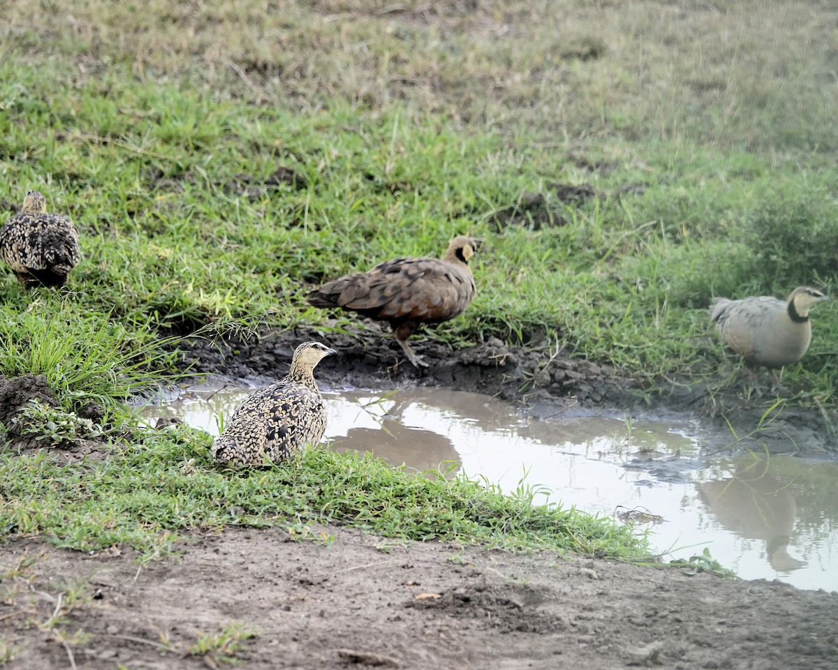 Yellow-throated Sandgrouse - ML646946409