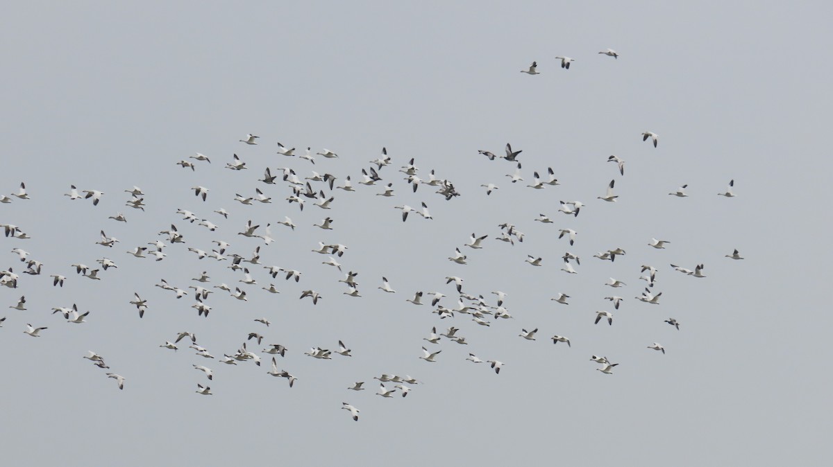 Snow Goose - ML646946413