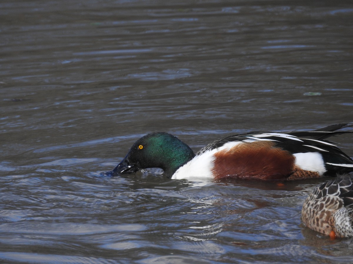 Northern Shoveler - ML646946415