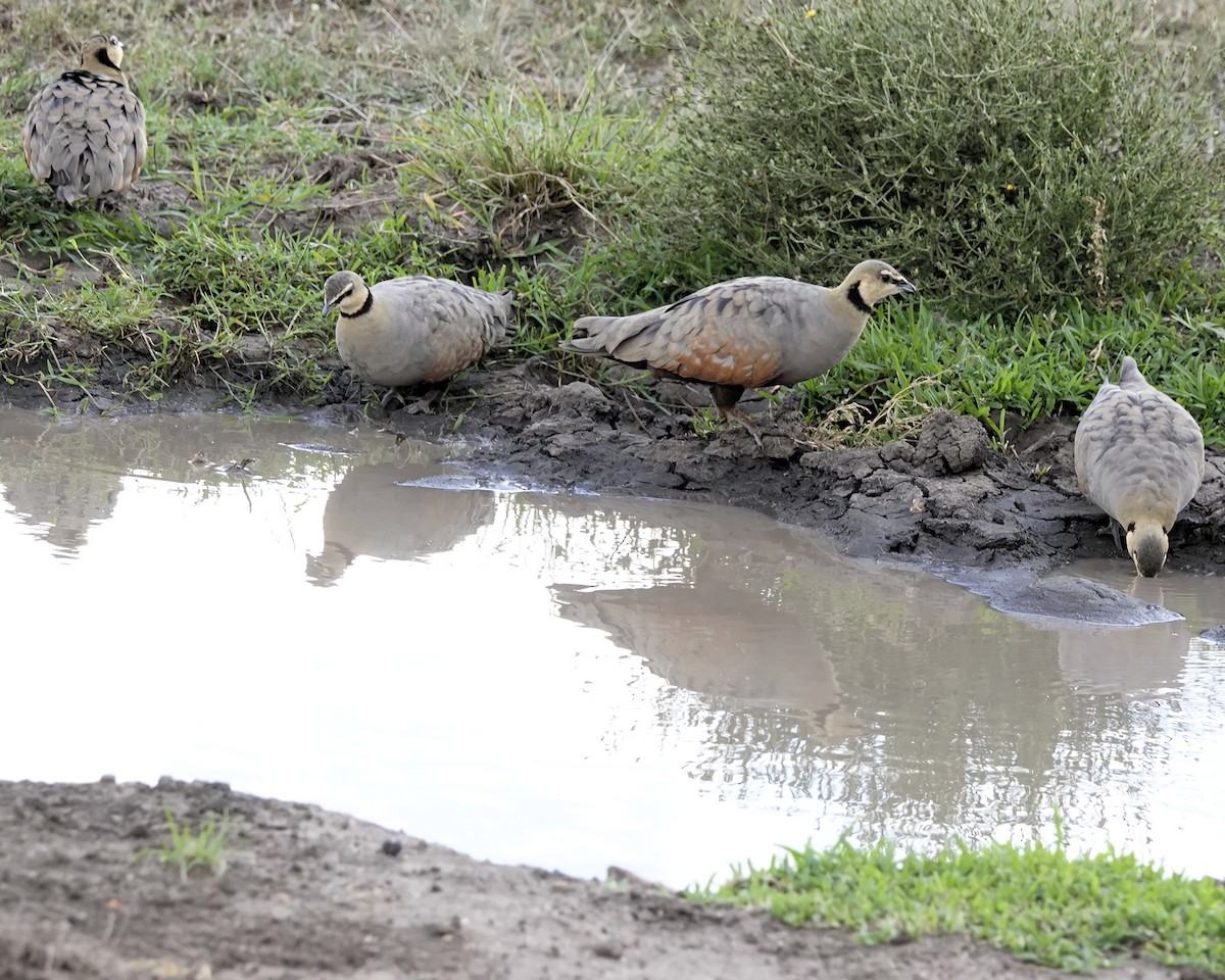 Yellow-throated Sandgrouse - ML646946416