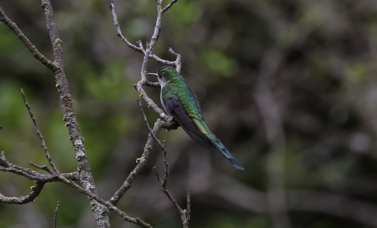 Colibrí Ventrigrís - ML646946419