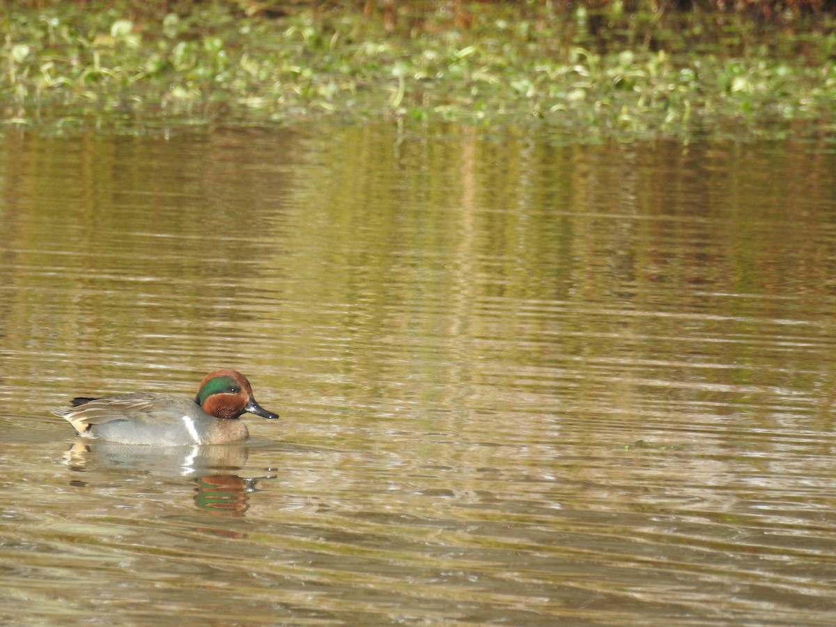 Green-winged Teal - ML646946422
