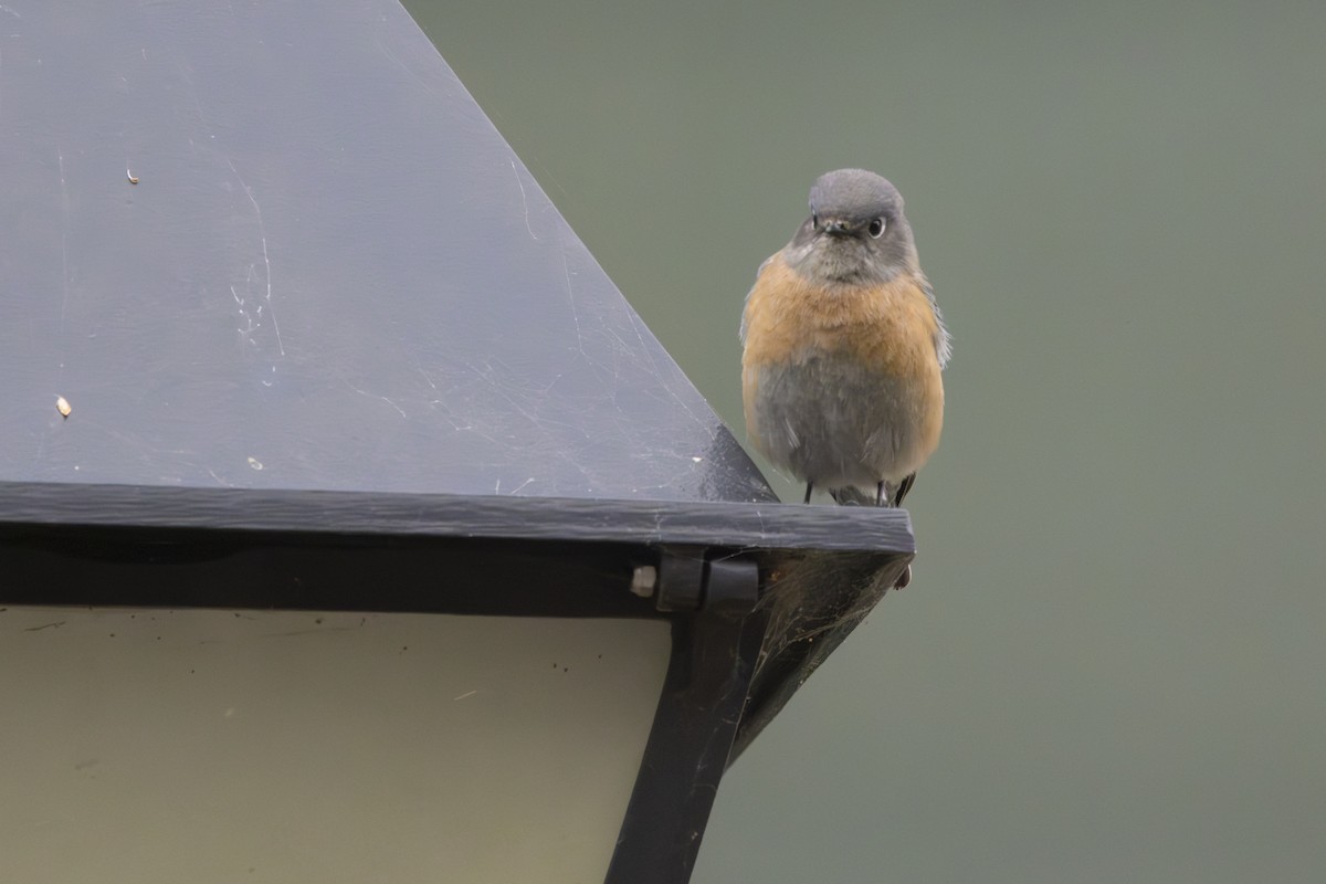 Western Bluebird - ML646946424
