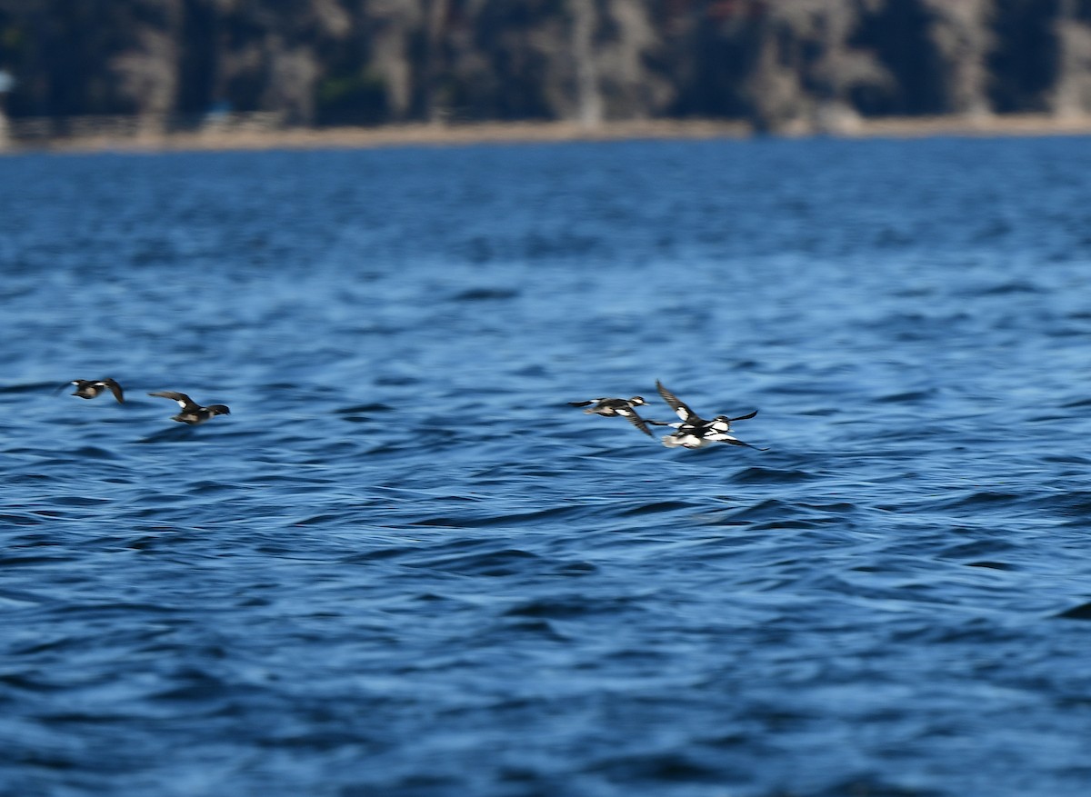 Гоголь-головастик - ML646946425