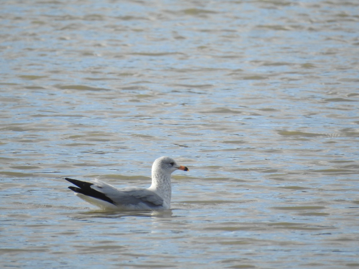 Ring-billed Gull - ML646946427