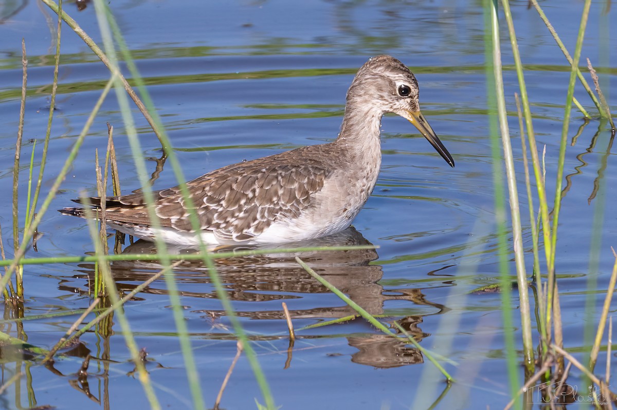 Chevalier sylvain - ML646946428
