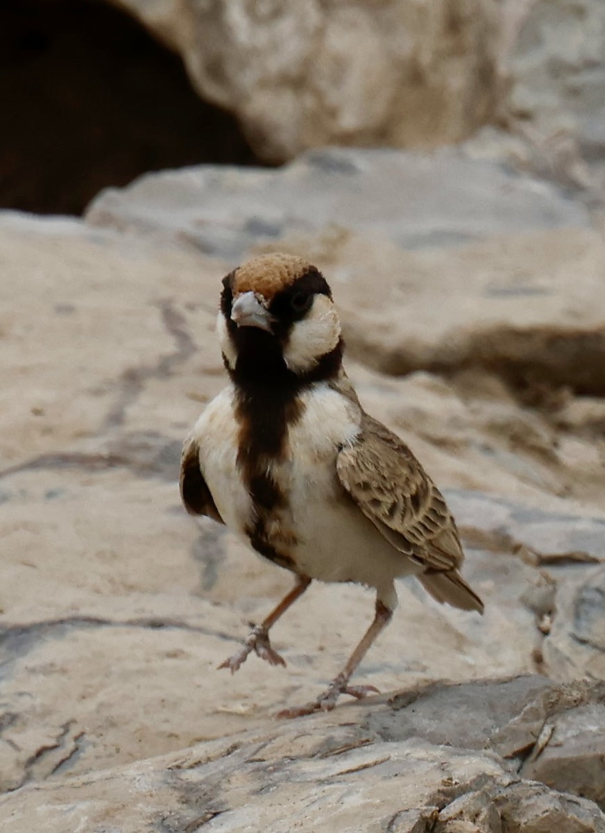 Fischer's Sparrow-Lark - ML646946429