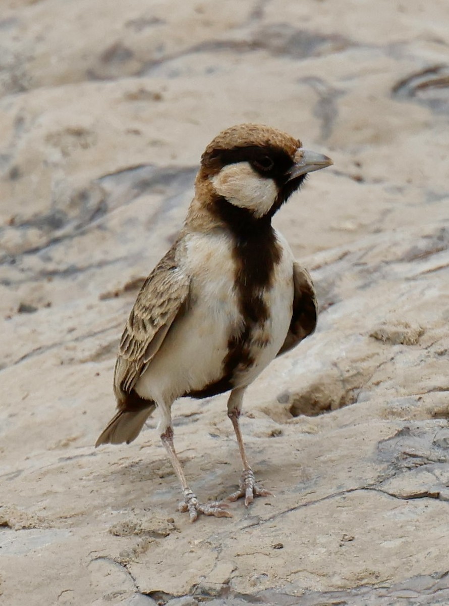 Fischer's Sparrow-Lark - ML646946430