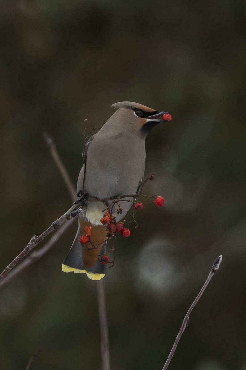 Buztanori boreala - ML646946431
