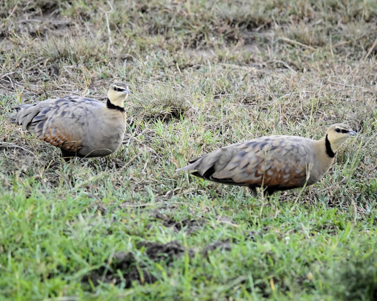 Yellow-throated Sandgrouse - ML646946434