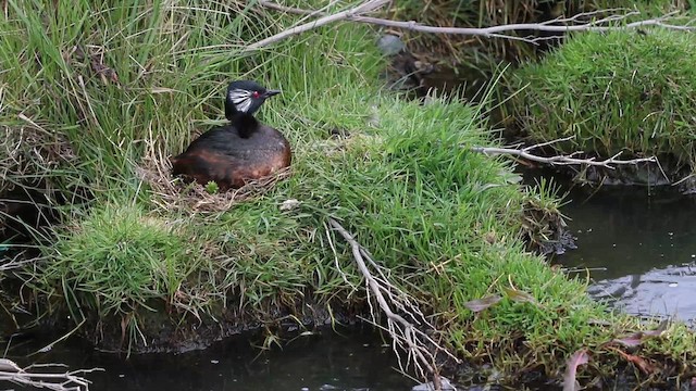 potápka bělouchá - ML646946436