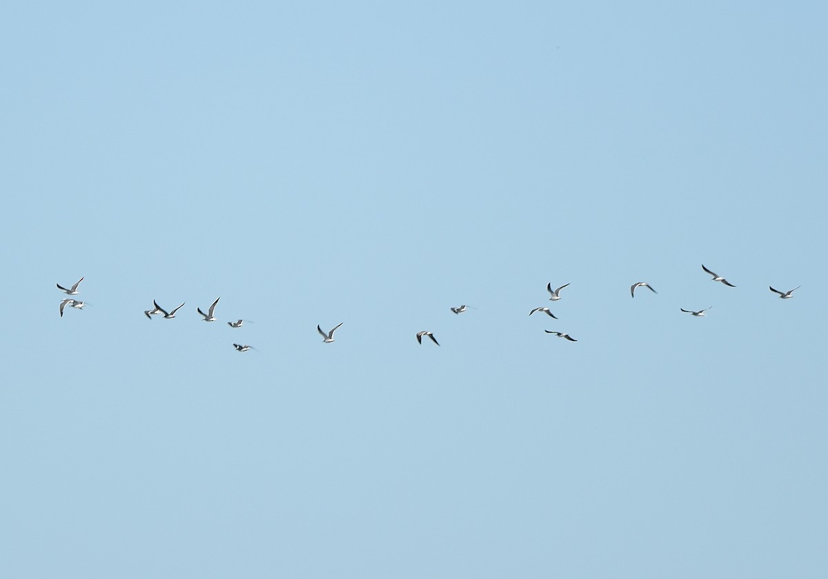 שחף צוחק - ML646946437