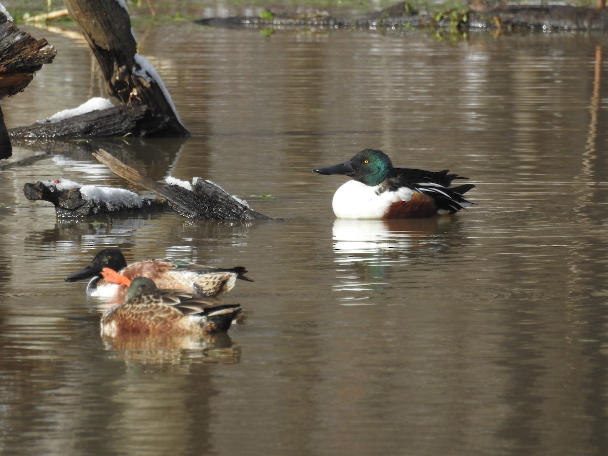 Northern Shoveler - ML646946439