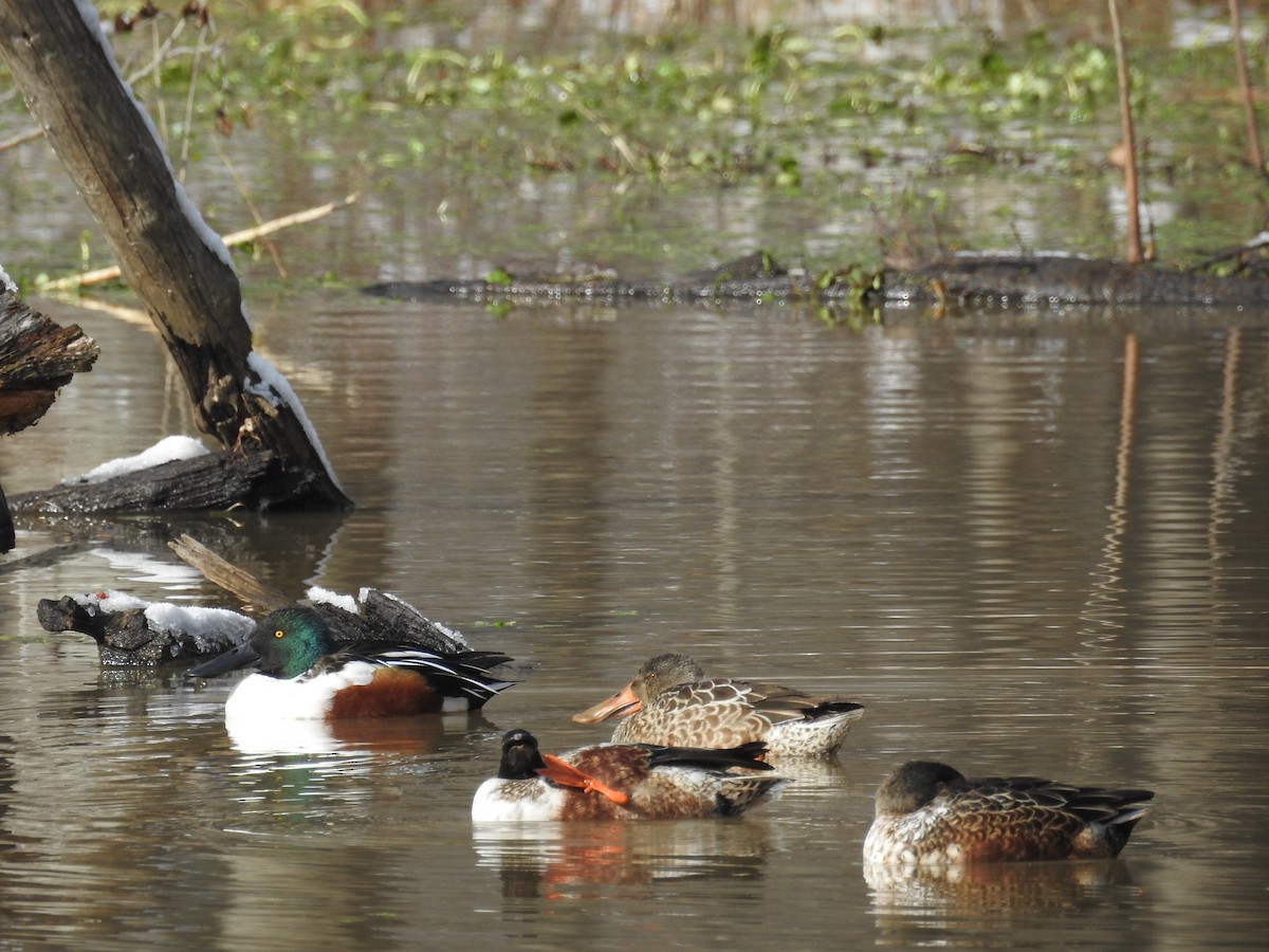 Northern Shoveler - ML646946440