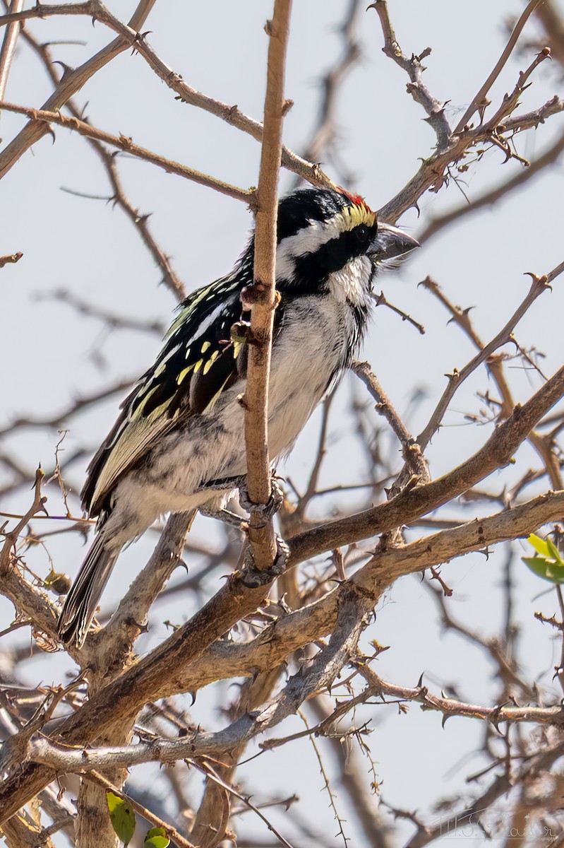 Barbican pie - ML646946442