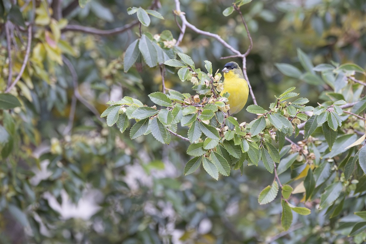 Lesser Goldfinch - ML646946443