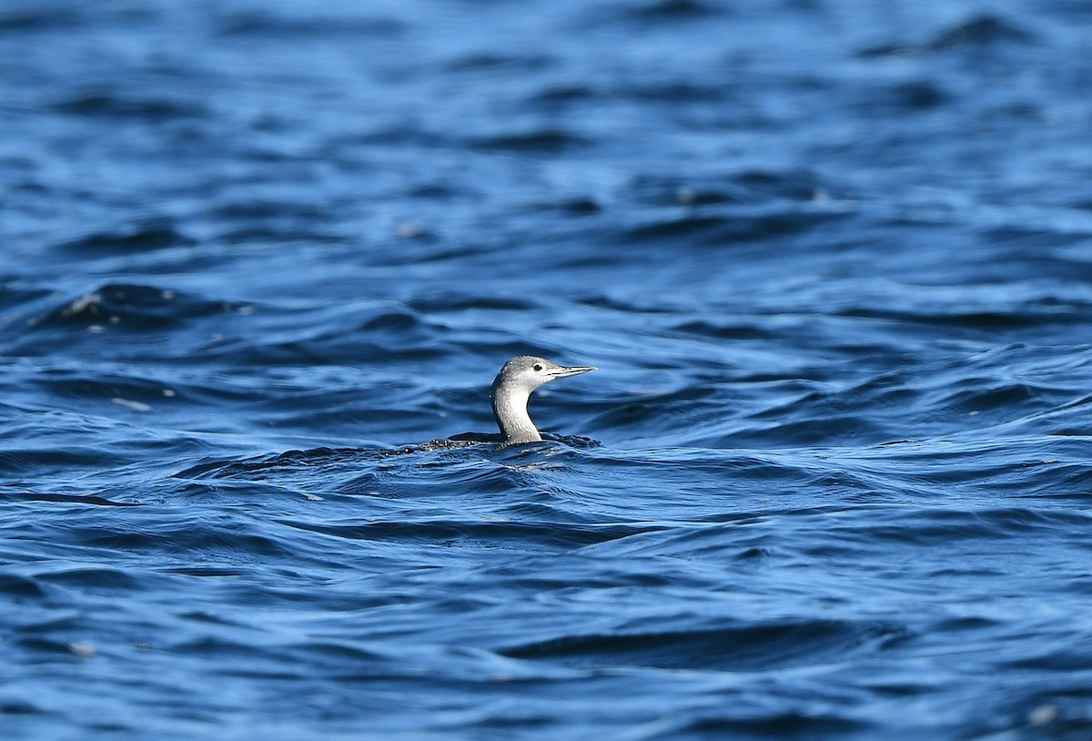 צוללן אדום-גרון - ML646946444