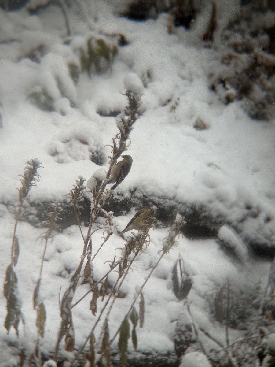 American Goldfinch - ML646946445