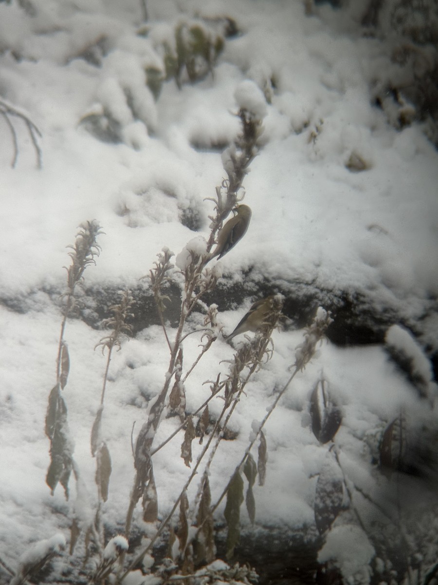 American Goldfinch - ML646946446