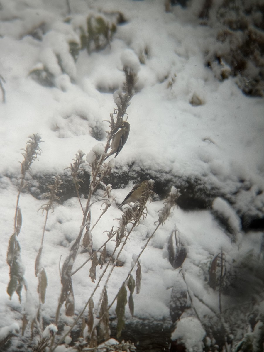 American Goldfinch - ML646946447