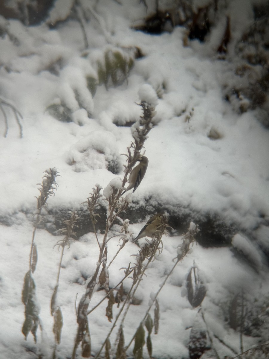 American Goldfinch - ML646946448