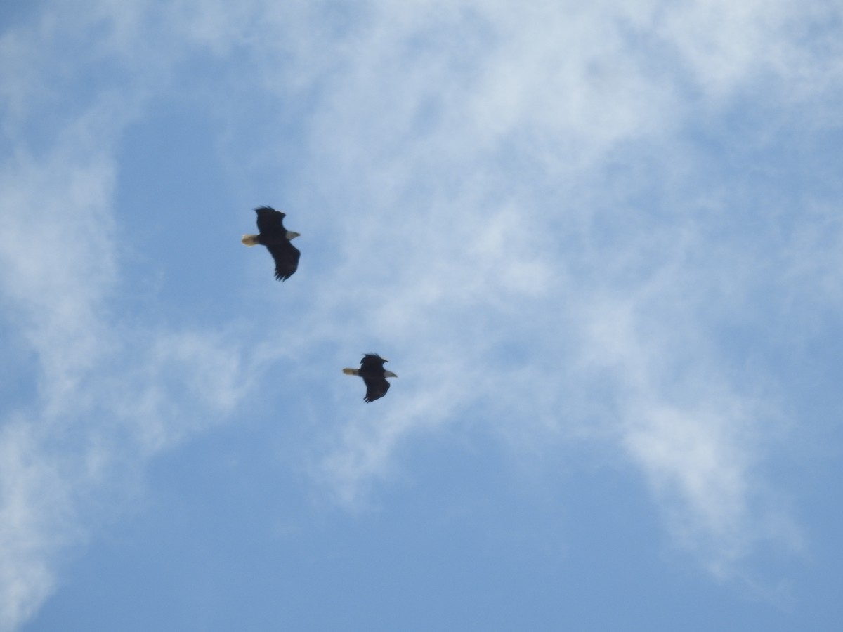 Bald Eagle - ML646946453