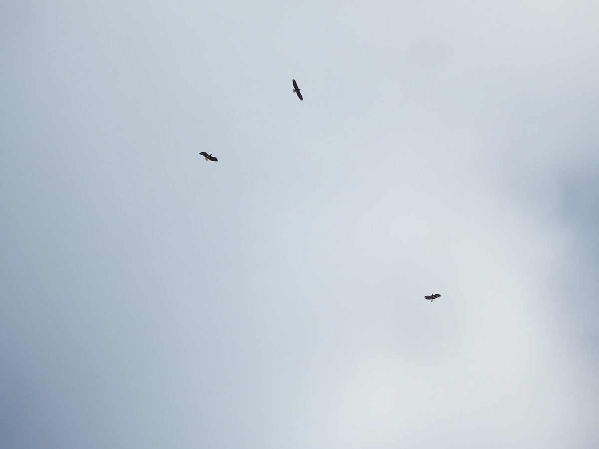 Bald Eagle - ML646946454