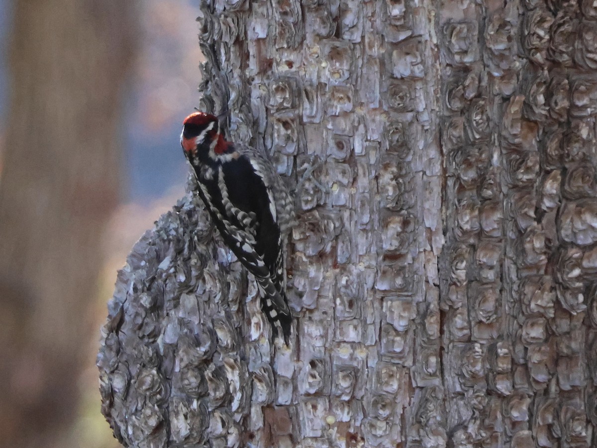 Red-naped Sapsucker - ML646946455