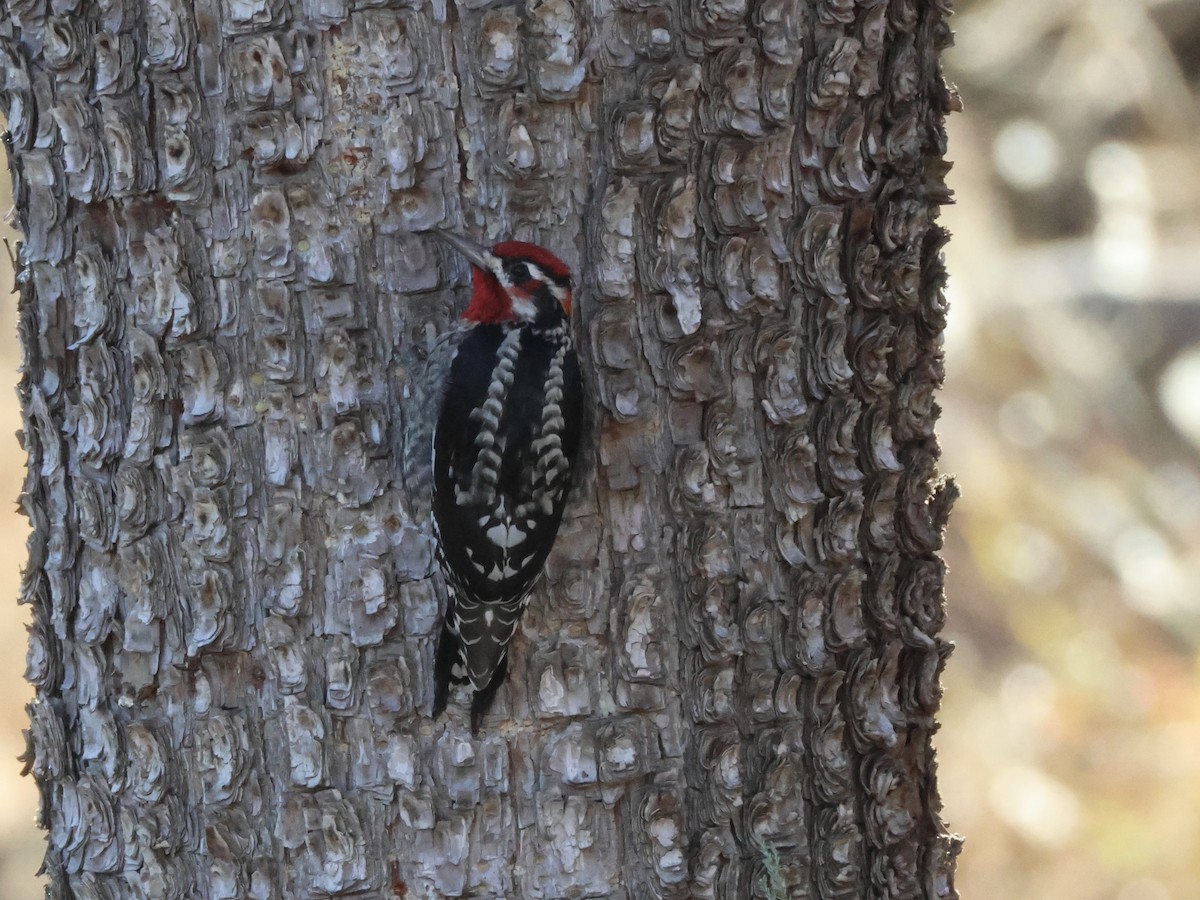 Red-naped Sapsucker - ML646946456
