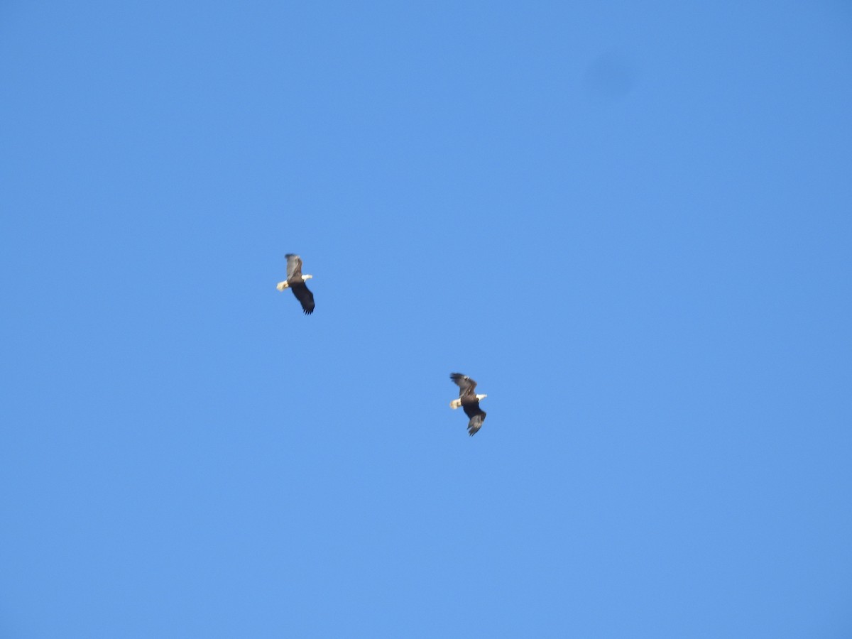 Bald Eagle - ML646946457