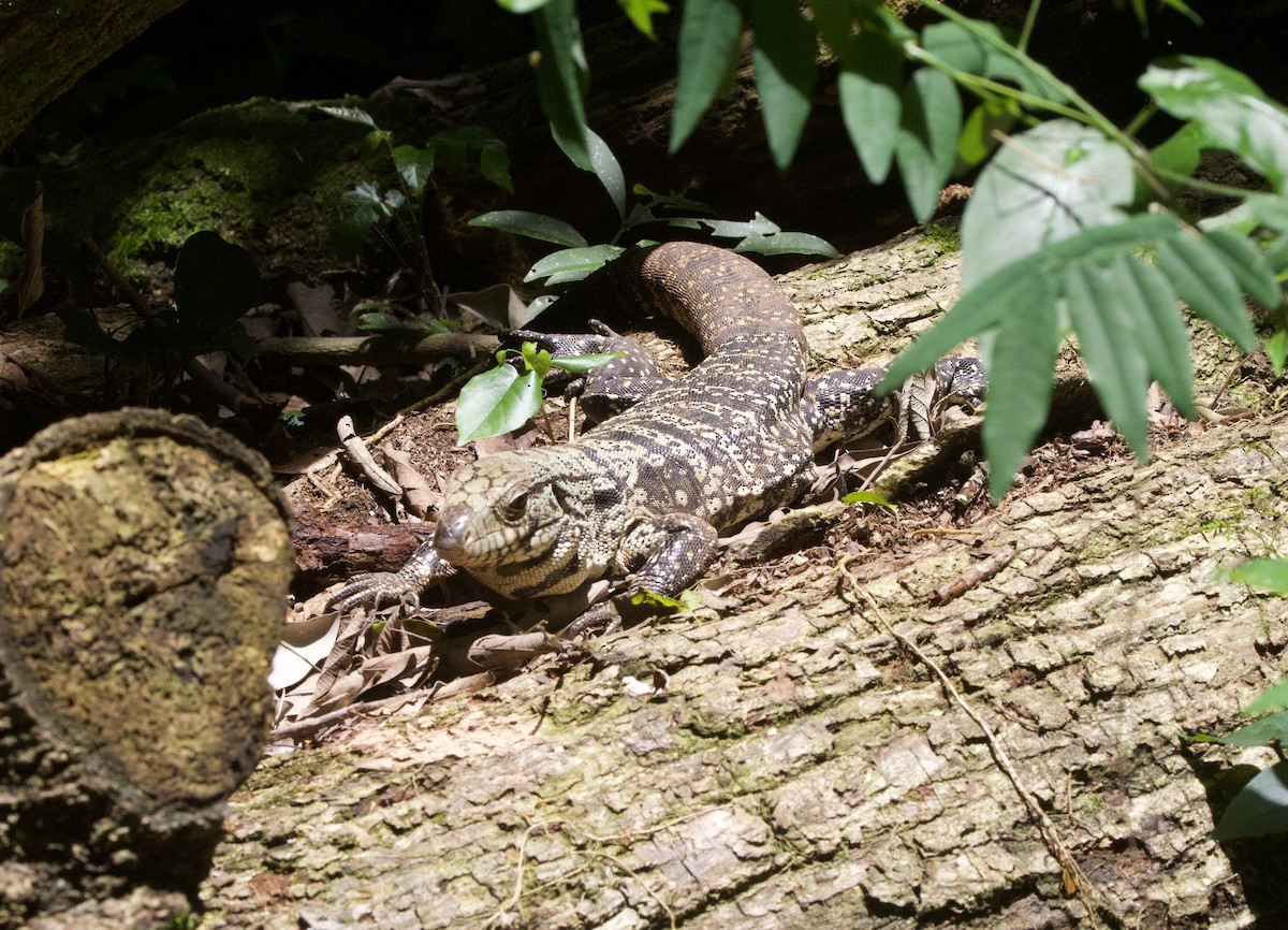 טגו ארגנטינאי - ML646946458