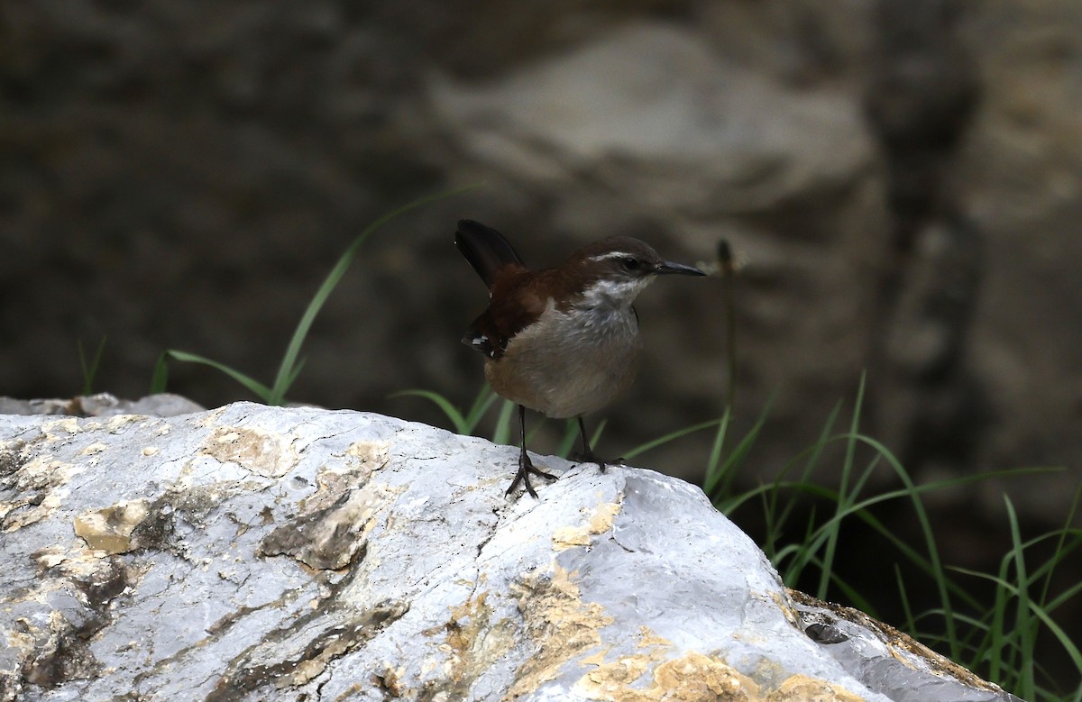 White-winged Cinclodes - ML646946460