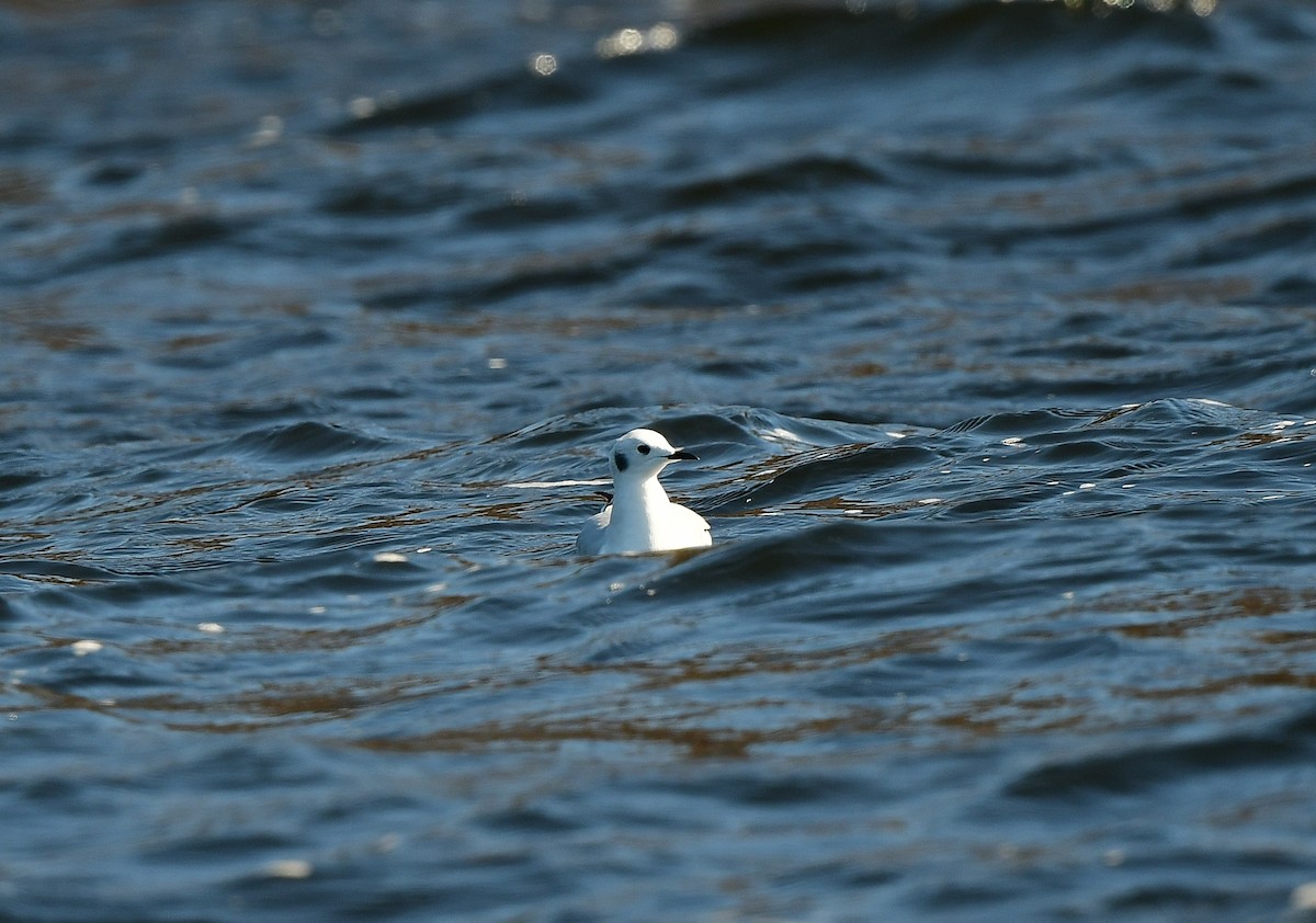 שחף אמריקני - ML646946467