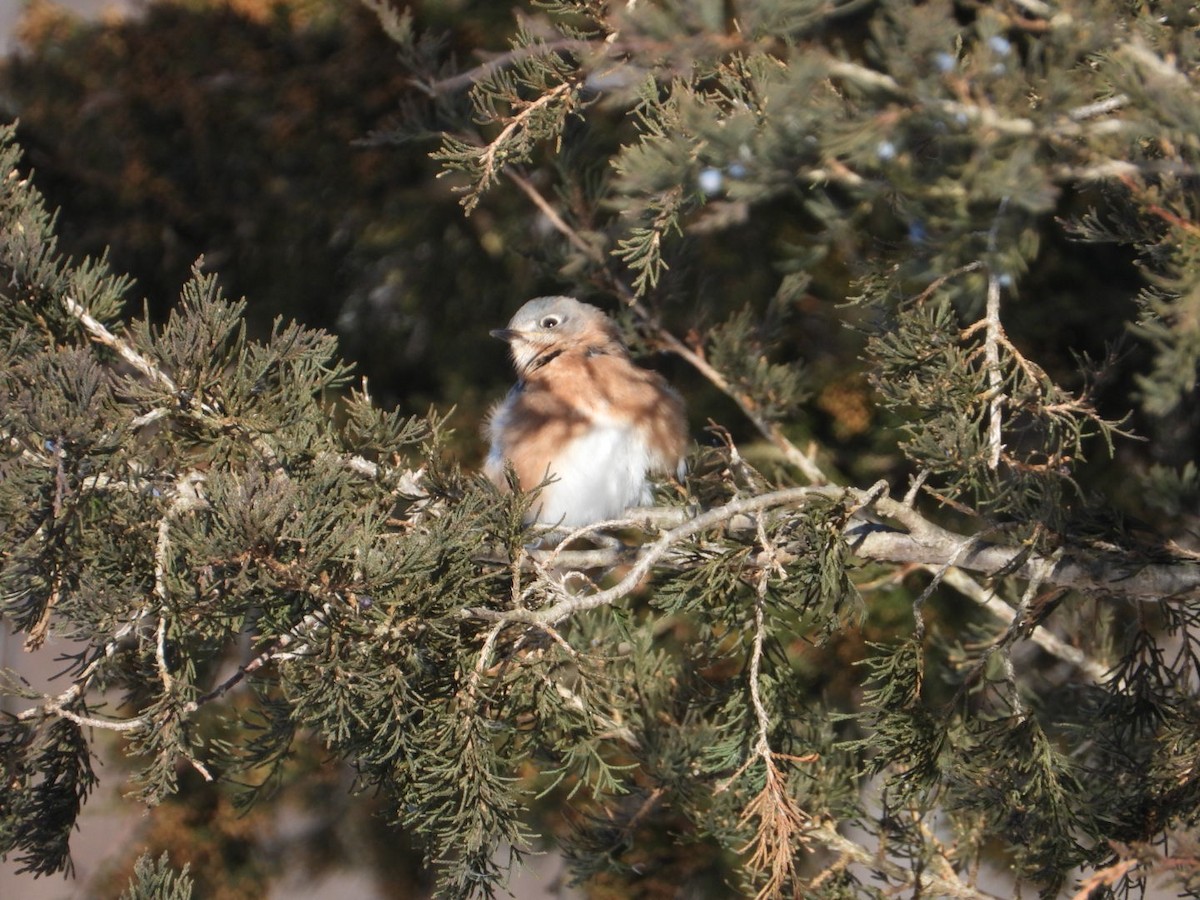 Eastern Bluebird - ML646946468