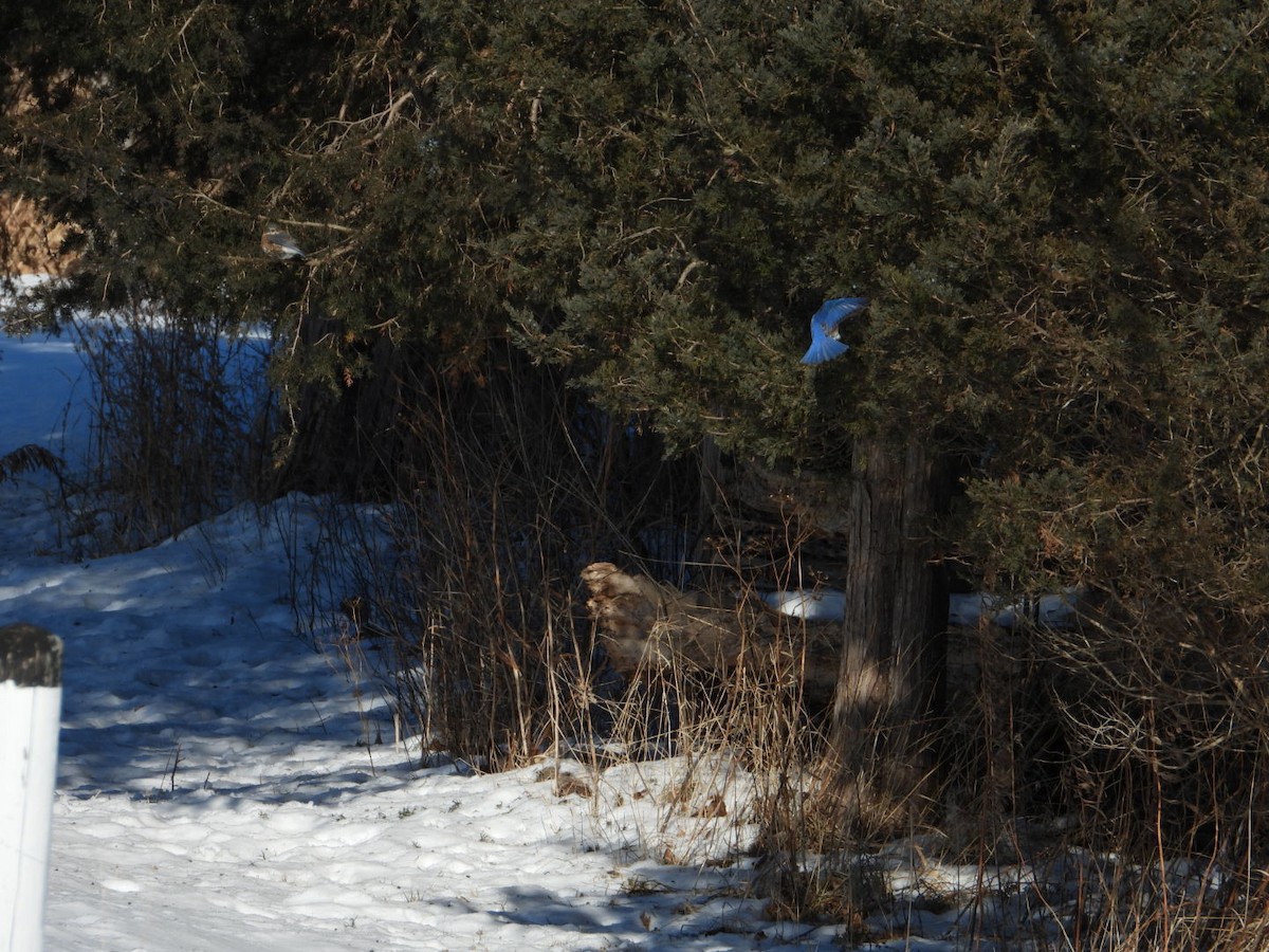 Eastern Bluebird - ML646946469