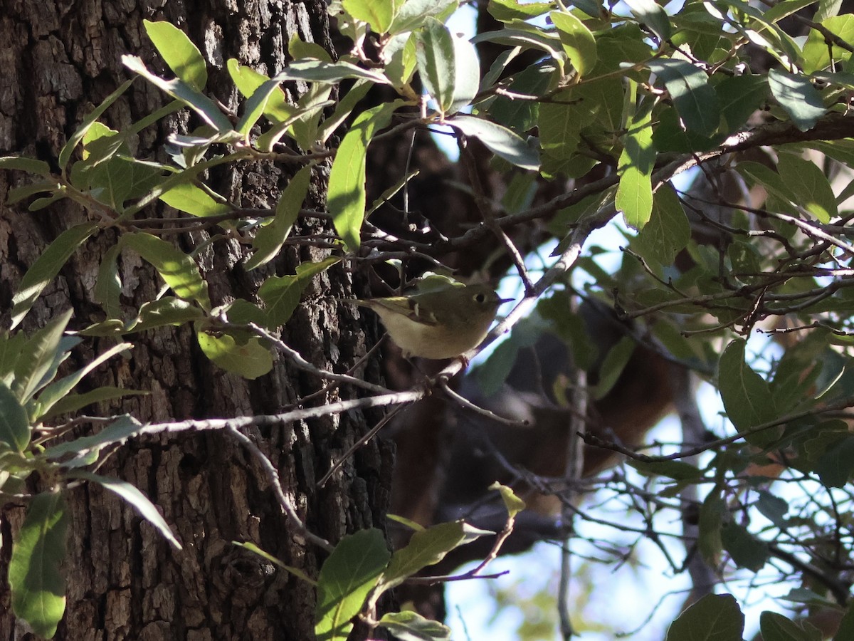 Ruby-crowned Kinglet - ML646946472