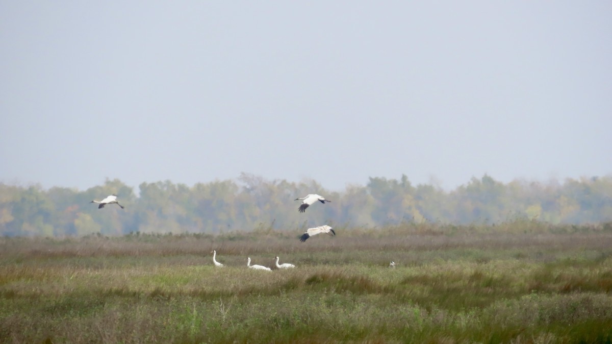 アメリカシロヅル - ML646946473