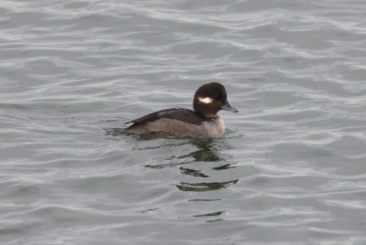 Гоголь-головастик - ML646946474