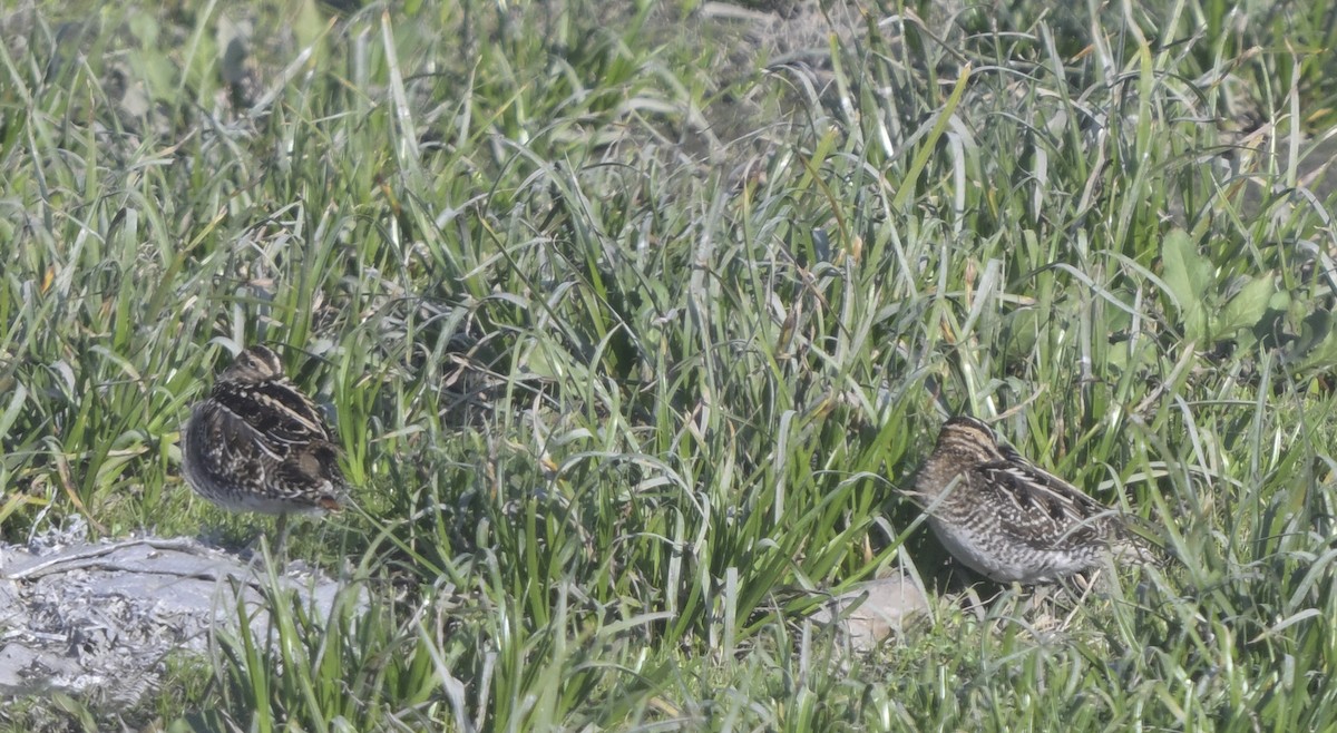 Bécassine de Wilson - ML646946475