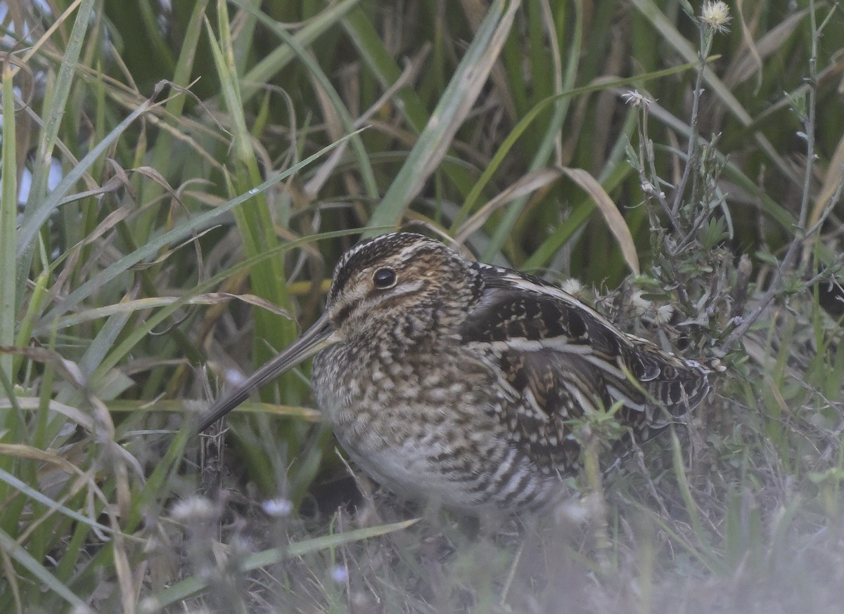Bécassine de Wilson - ML646946476